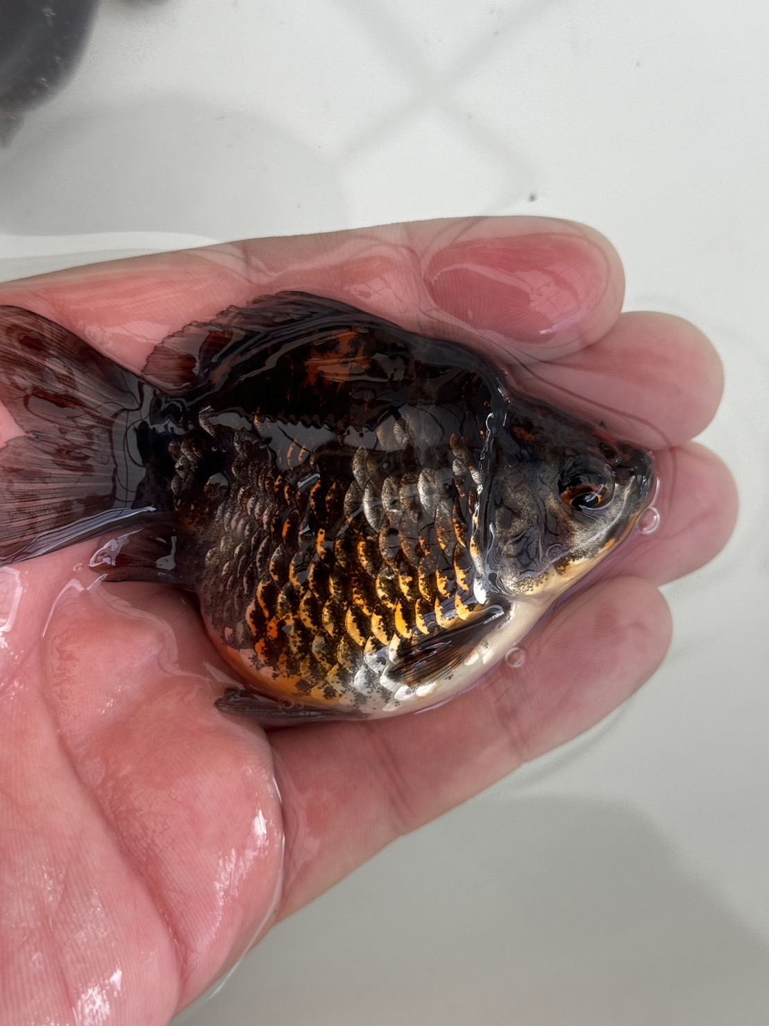 銀鱗キャリコ玉サバ　当歳 8～11センチ 雌雄不明➉