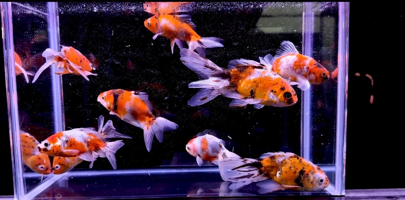 良福観賞魚産　ジャンボ東錦　明け2歳　3匹セット