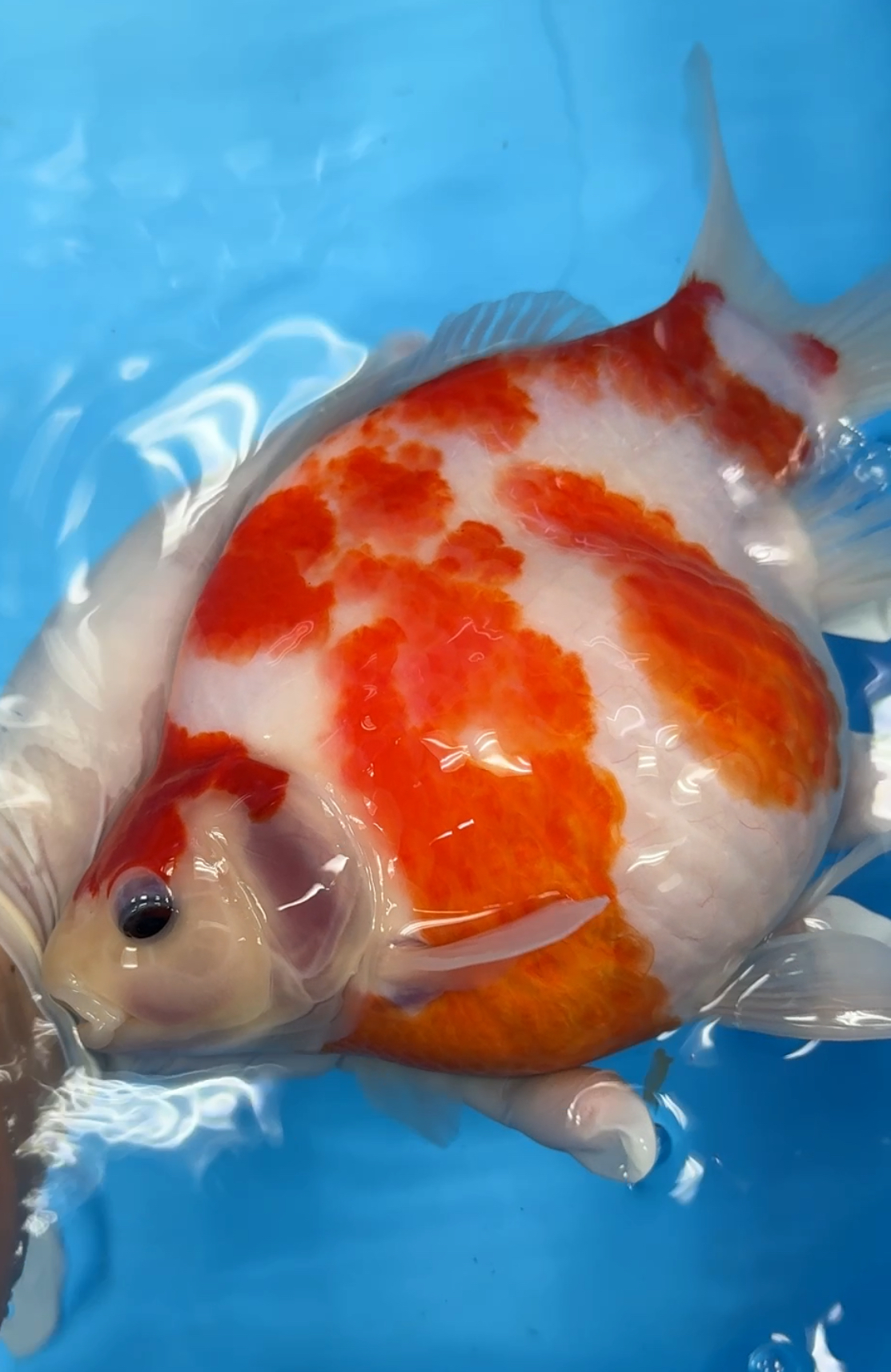 いやしの郷　玉サバ　桜モンスター　2歳　メス