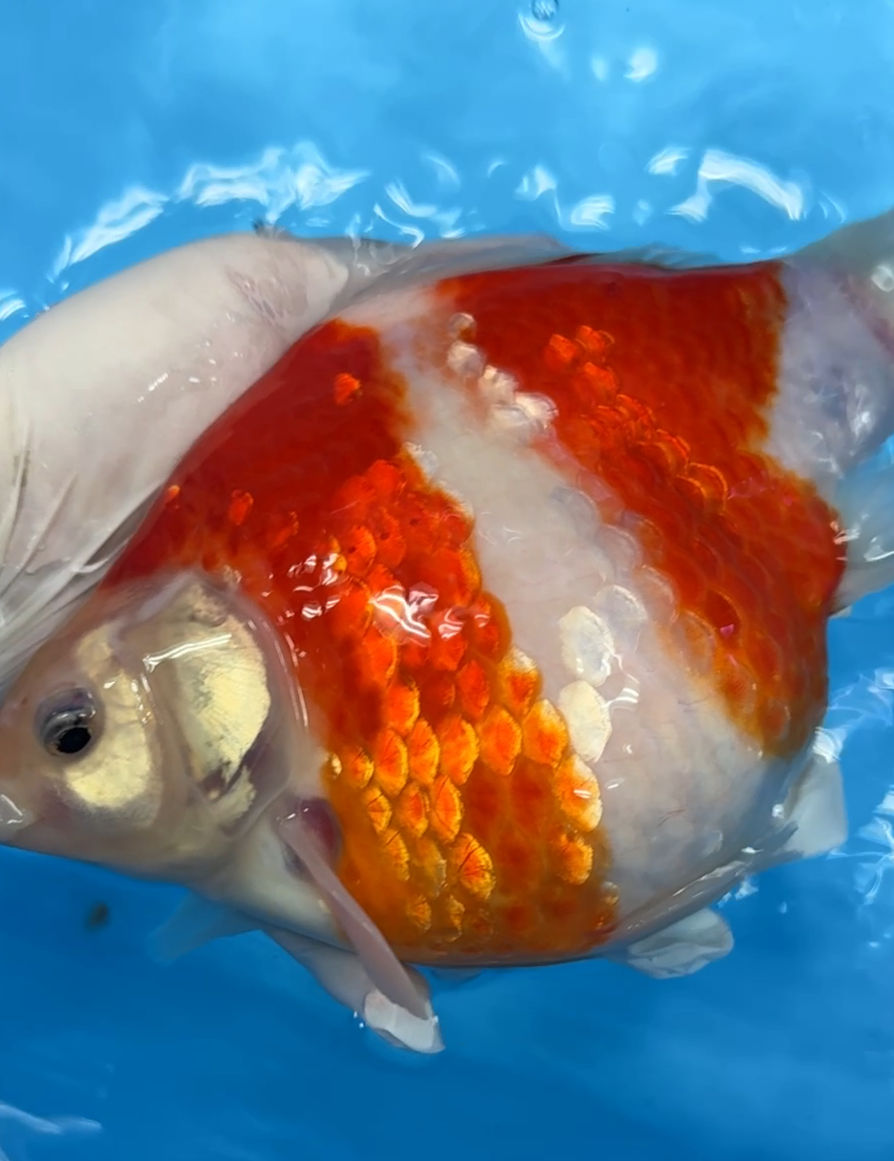 いやしの郷　サバ尾　モンスター　  3歳　メス　24センチ