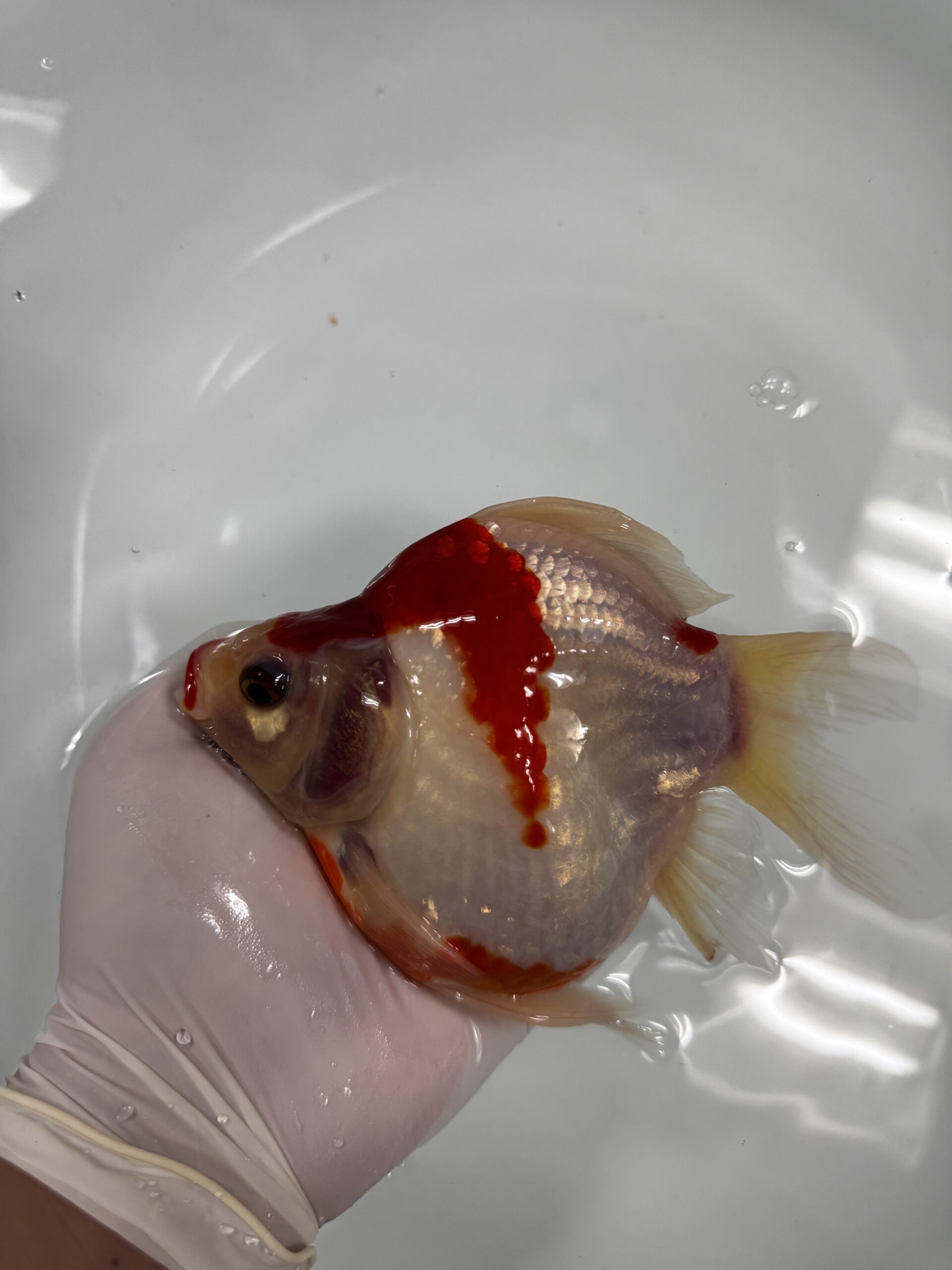 オンラインショップ｜高級金魚専門店【アクアショップツインズ】