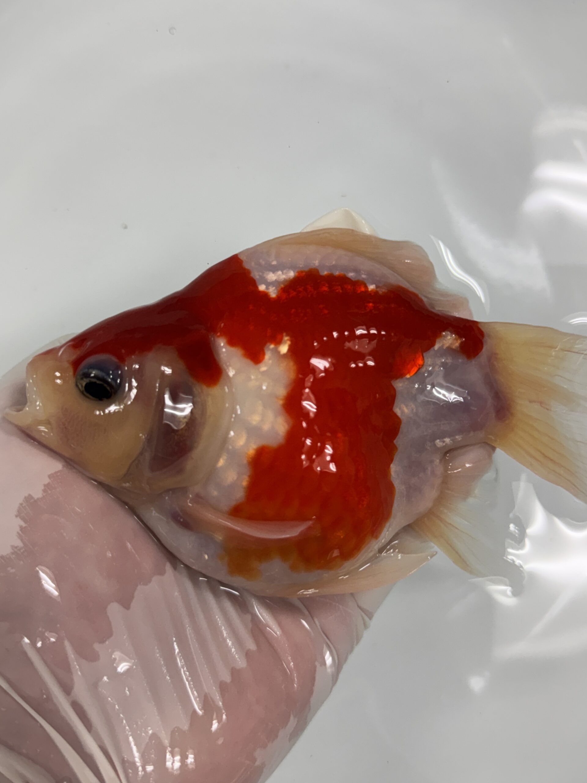 NND（新潟錦鯉ダイレクト） 玉サバ　  紅白　上物　2歳　⑧