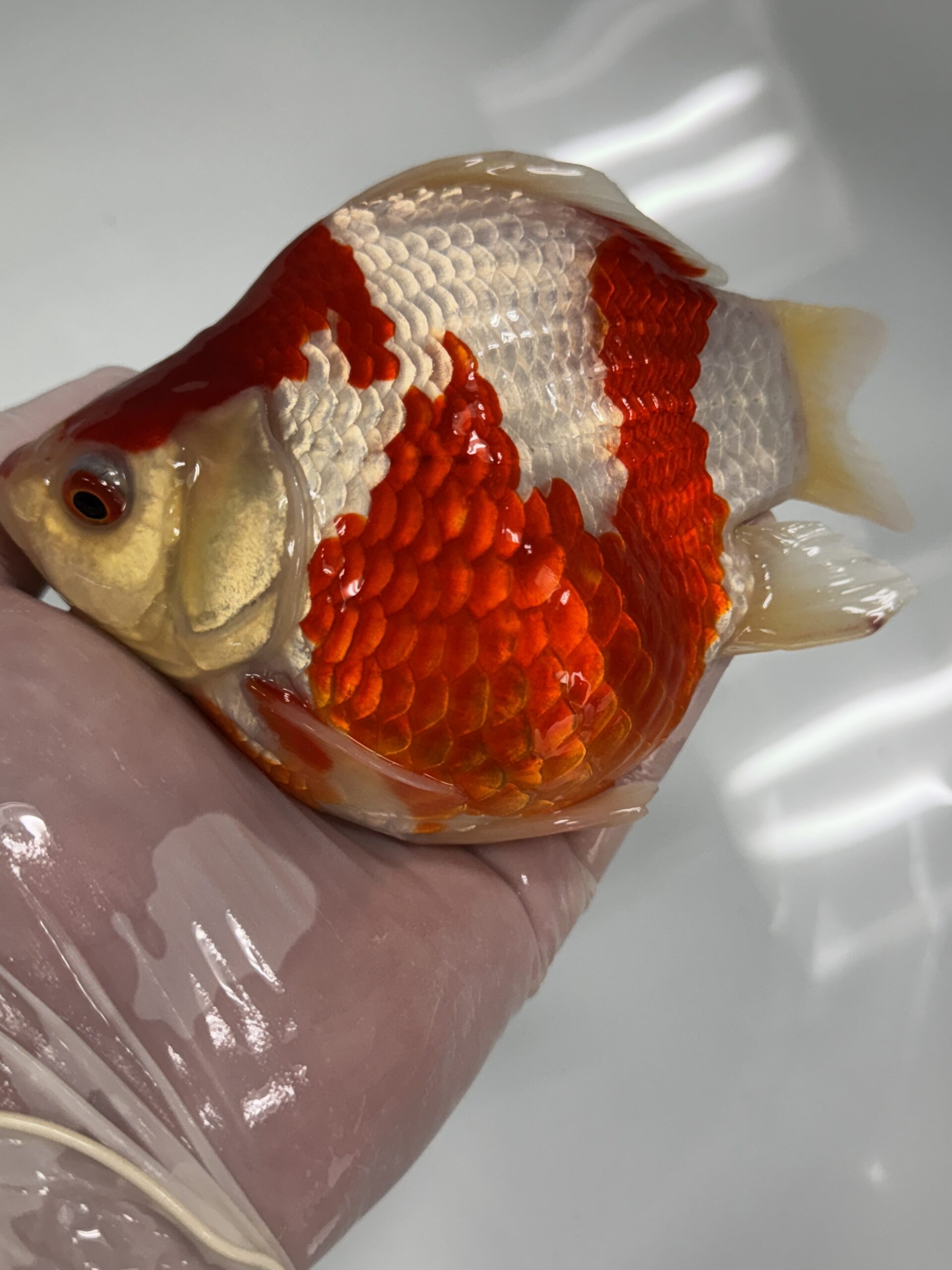 NND（新潟錦鯉ダイレクト） 玉サバ　  紅白　上物　2歳     ⑤
