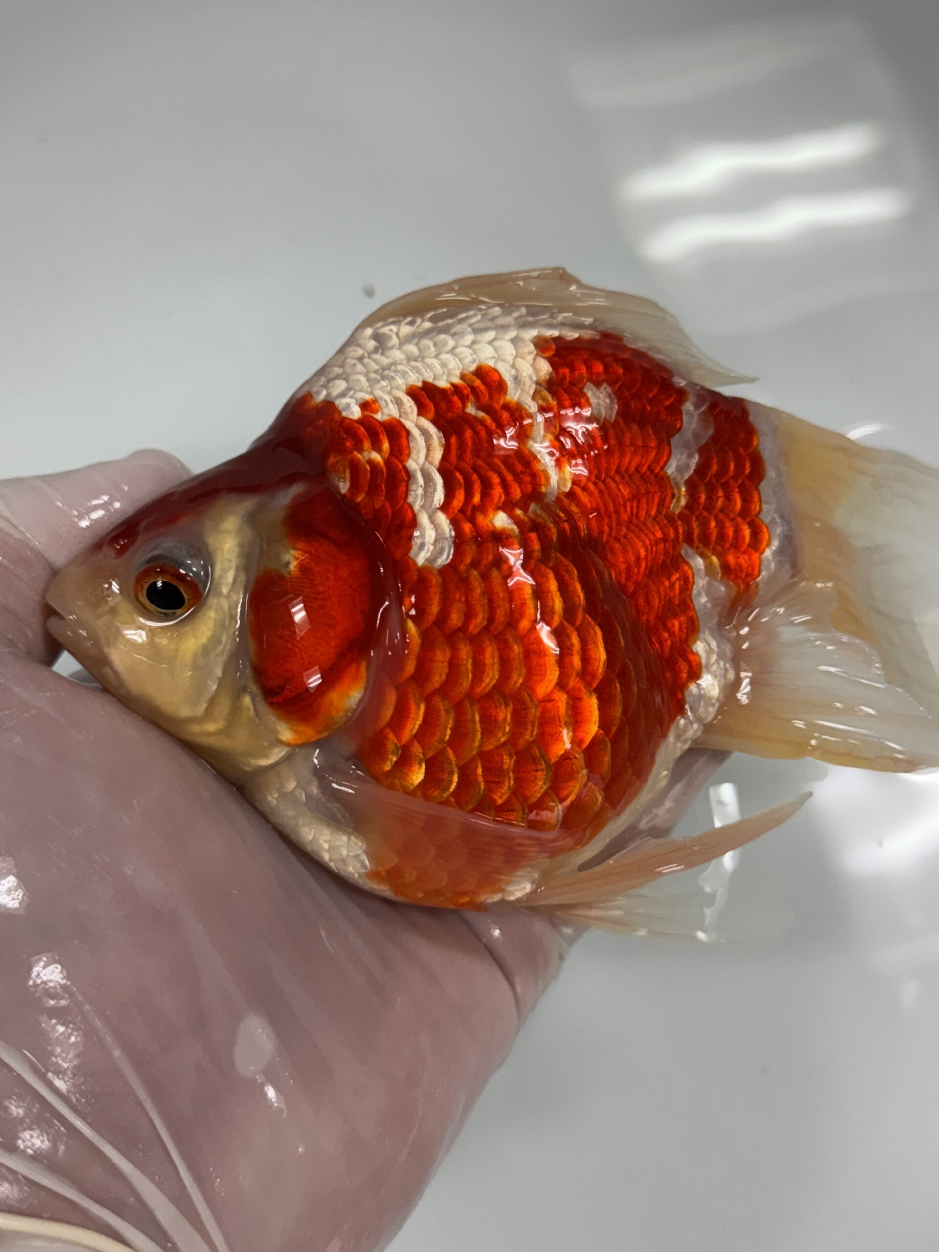 NND（新潟錦鯉ダイレクト） 玉サバ　  紅白　上物　2歳　③