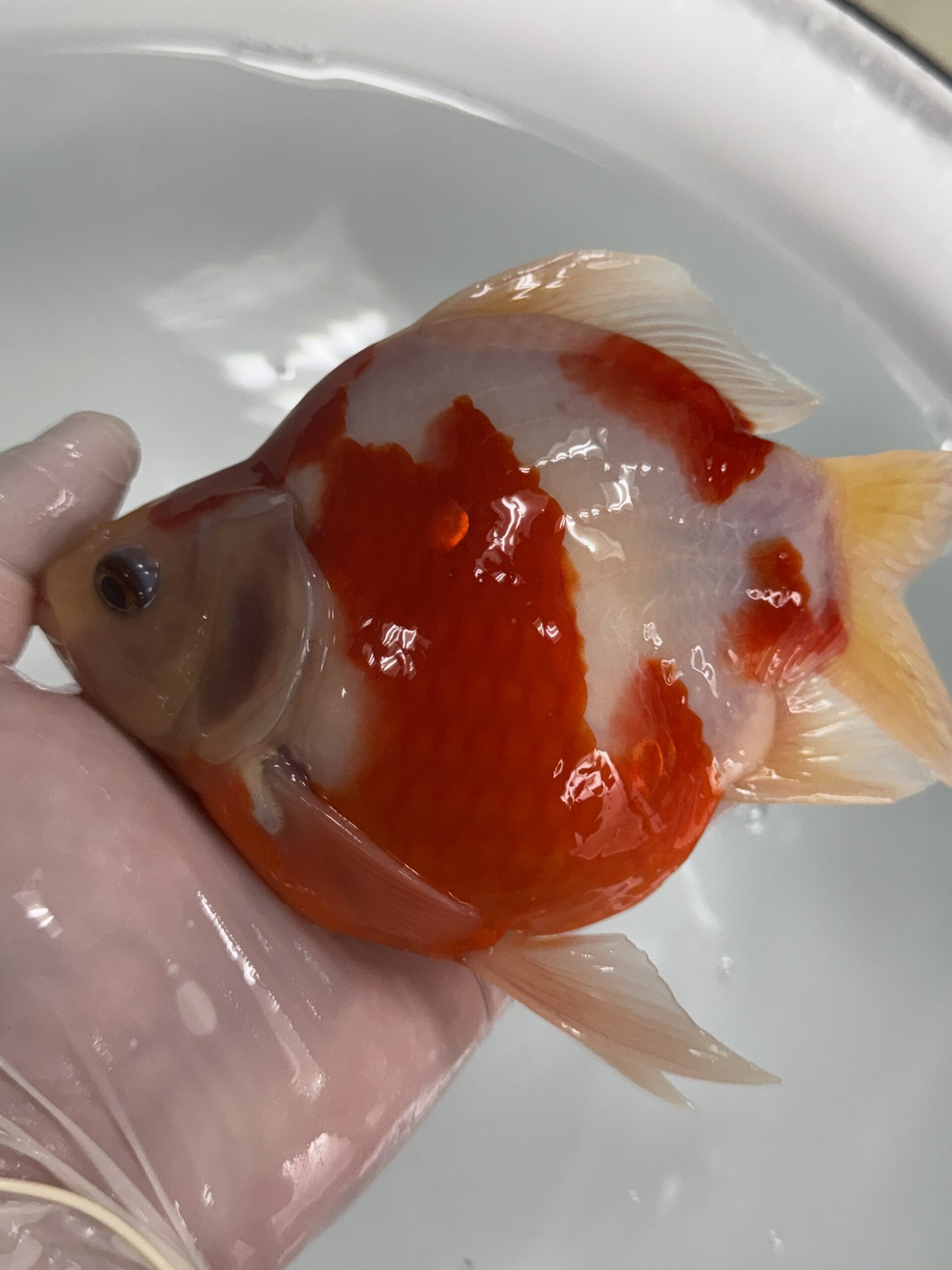 NND（新潟錦鯉ダイレクト） 玉サバ　紅白　上物　2歳