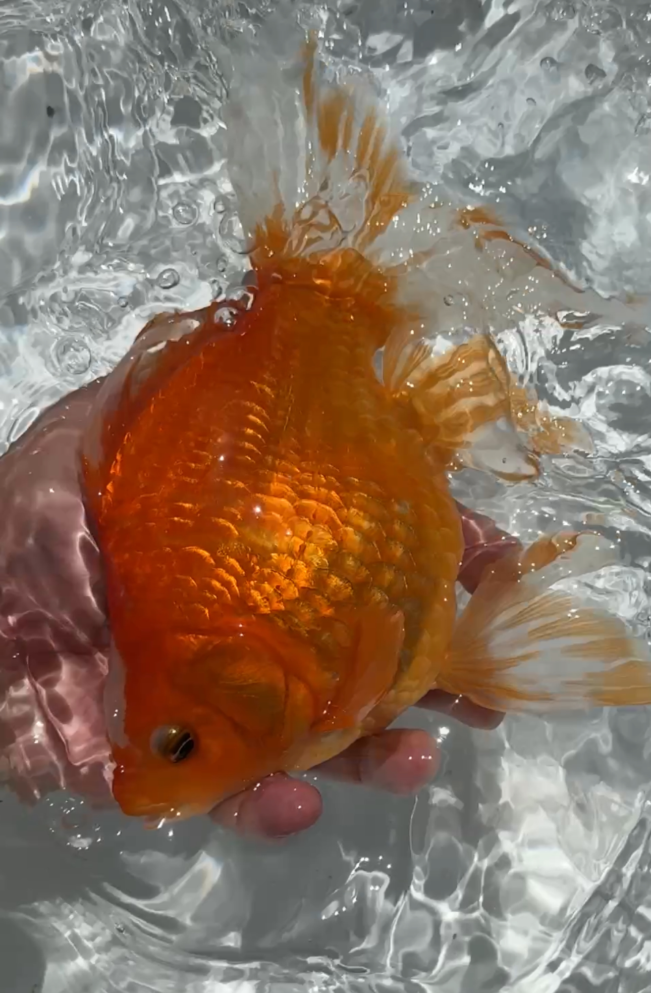 いやしの郷　玉サバ　3歳　長尾