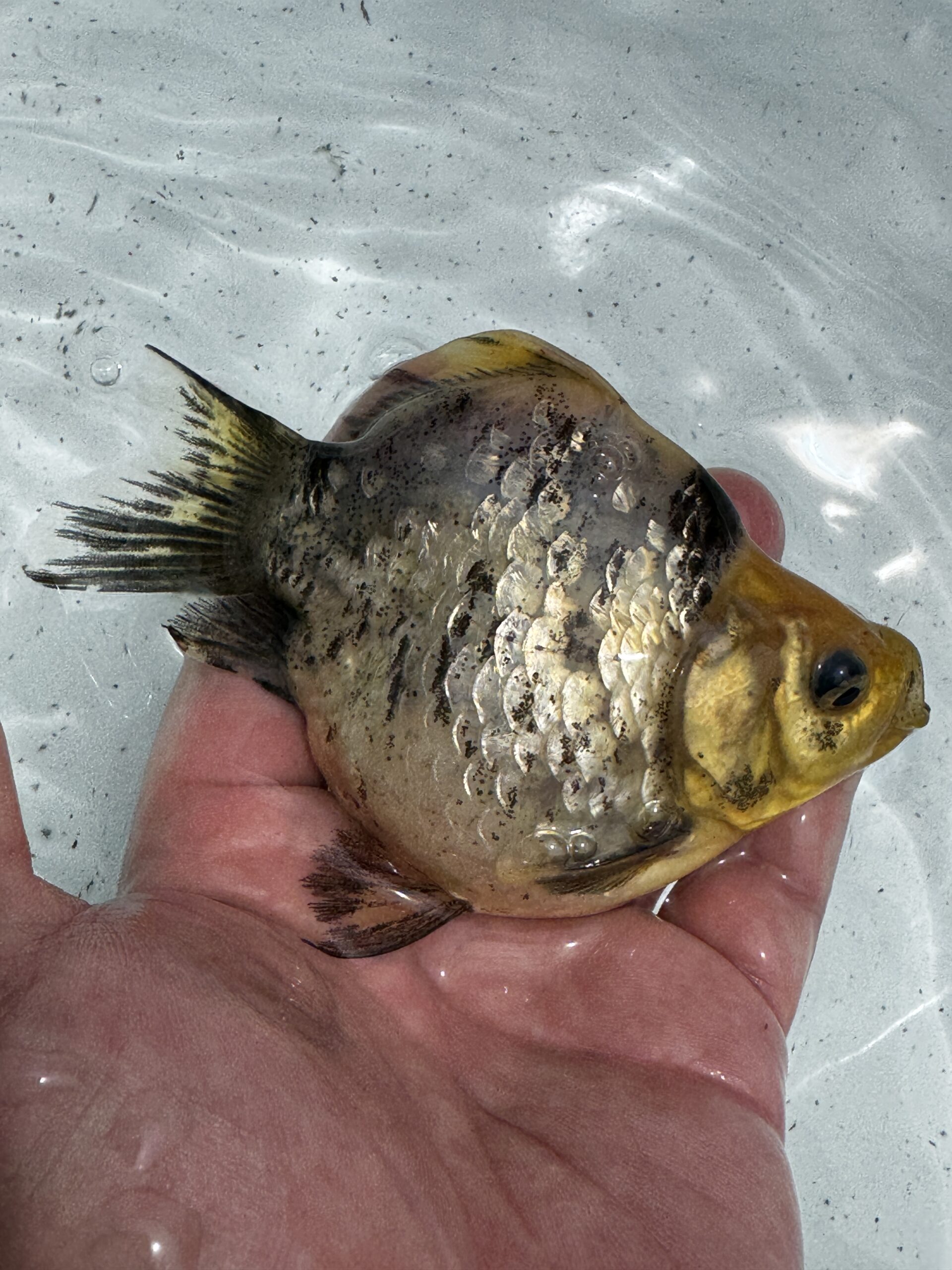 いやしの郷　越乃青龍　2歳　⑤