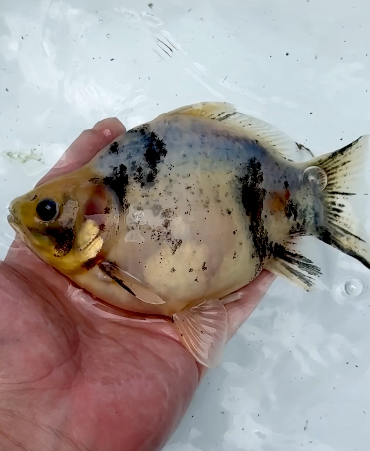いやしの郷　越乃青龍　2歳