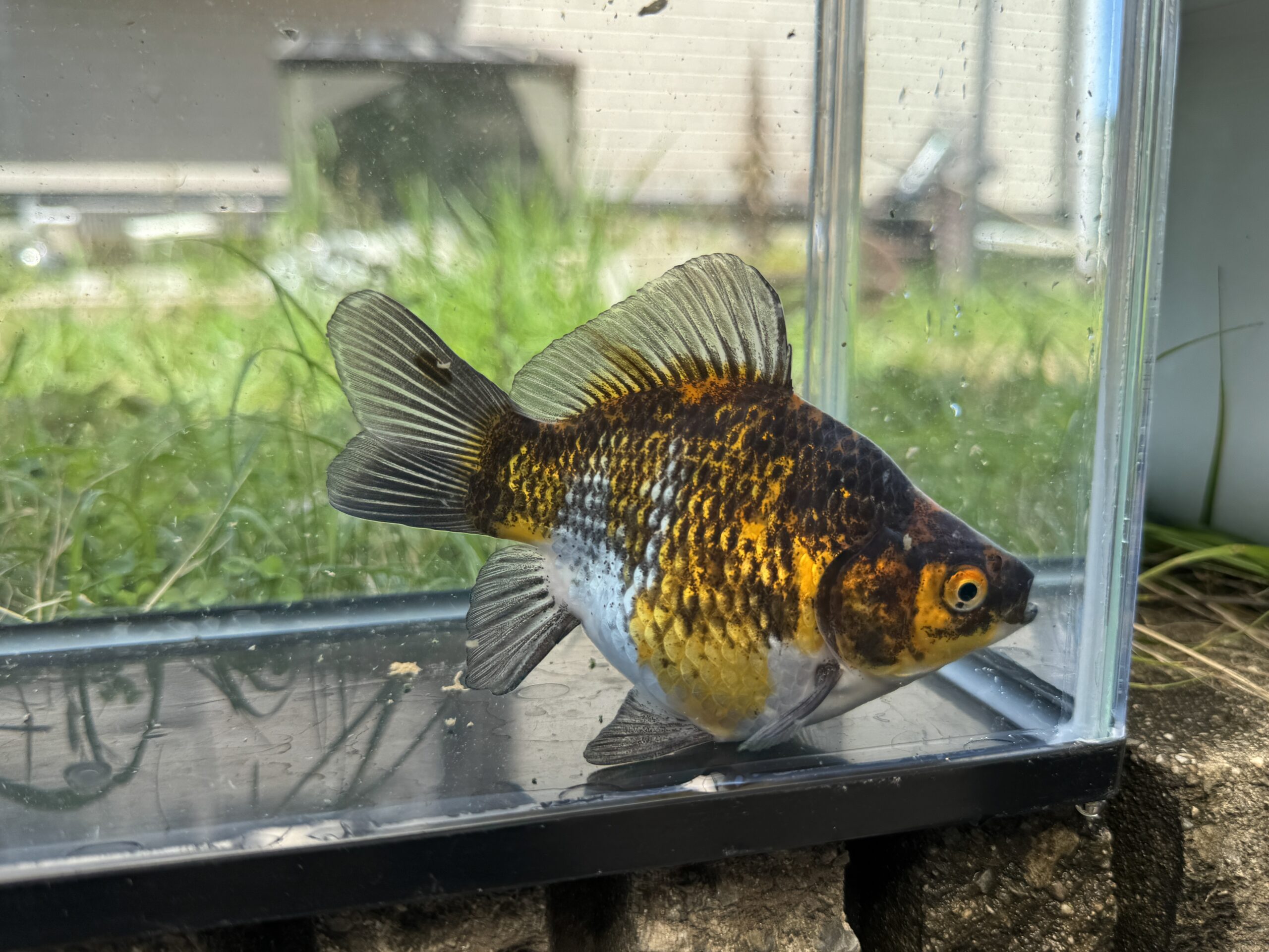いやしの郷 サバ尾 変わり柄 2歳