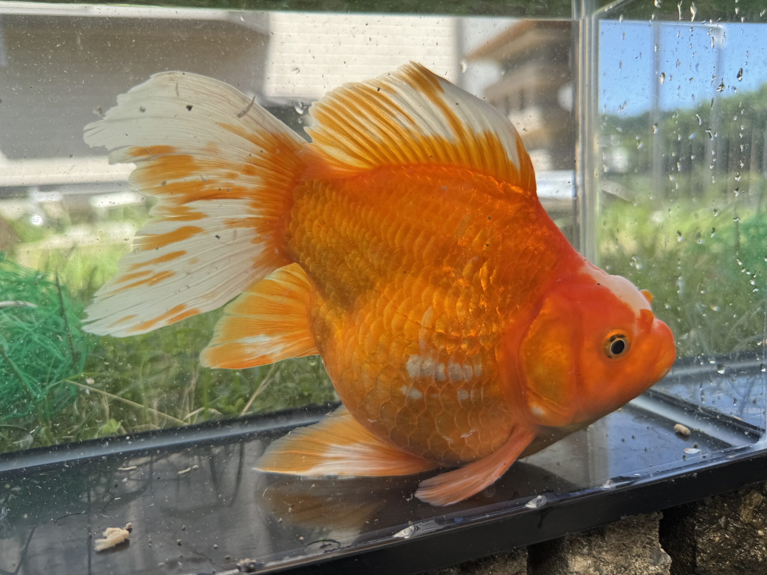 いやしの郷　玉サバ　3歳　長尾