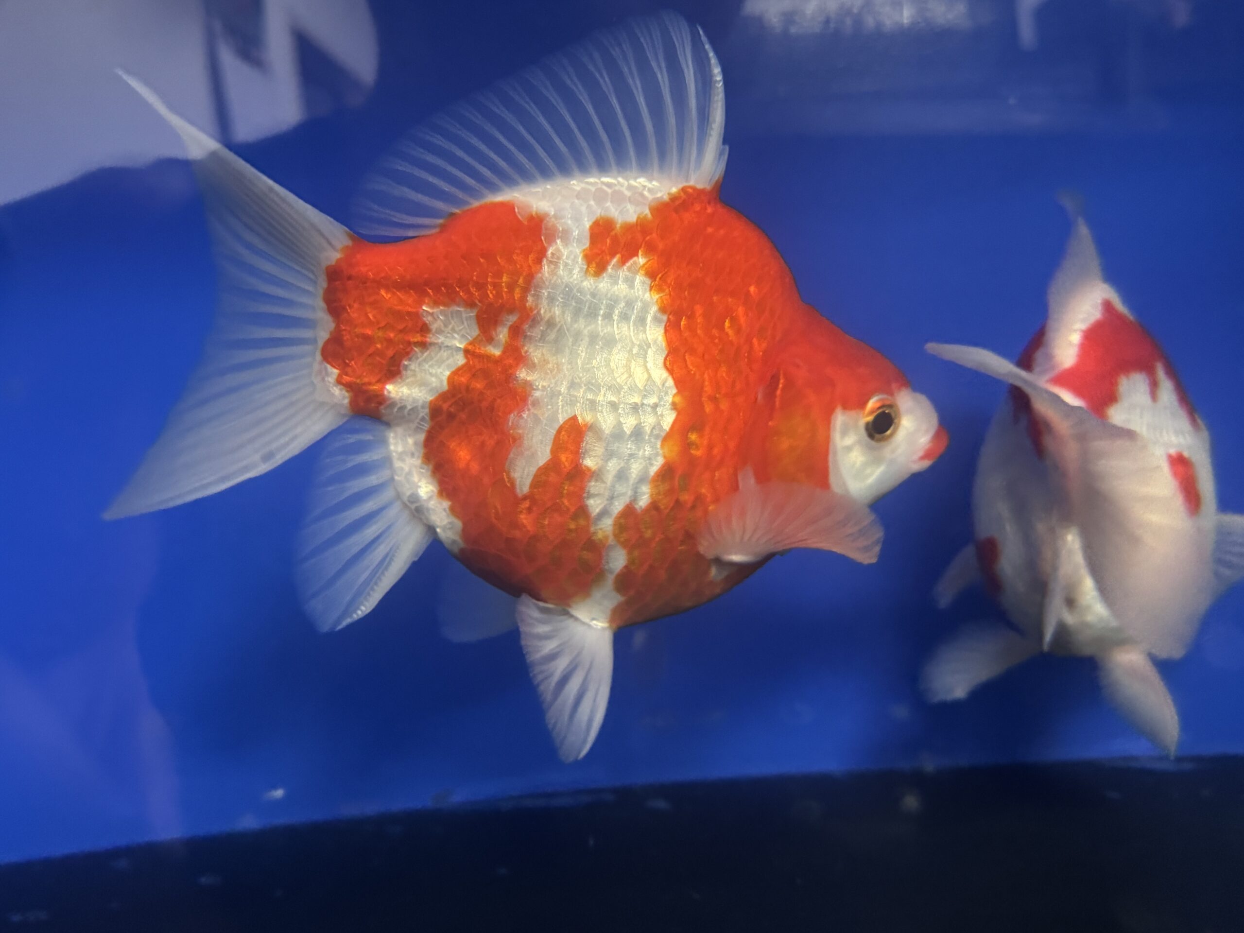 いやしの郷 玉サバ 紅白 上物 約20センチ