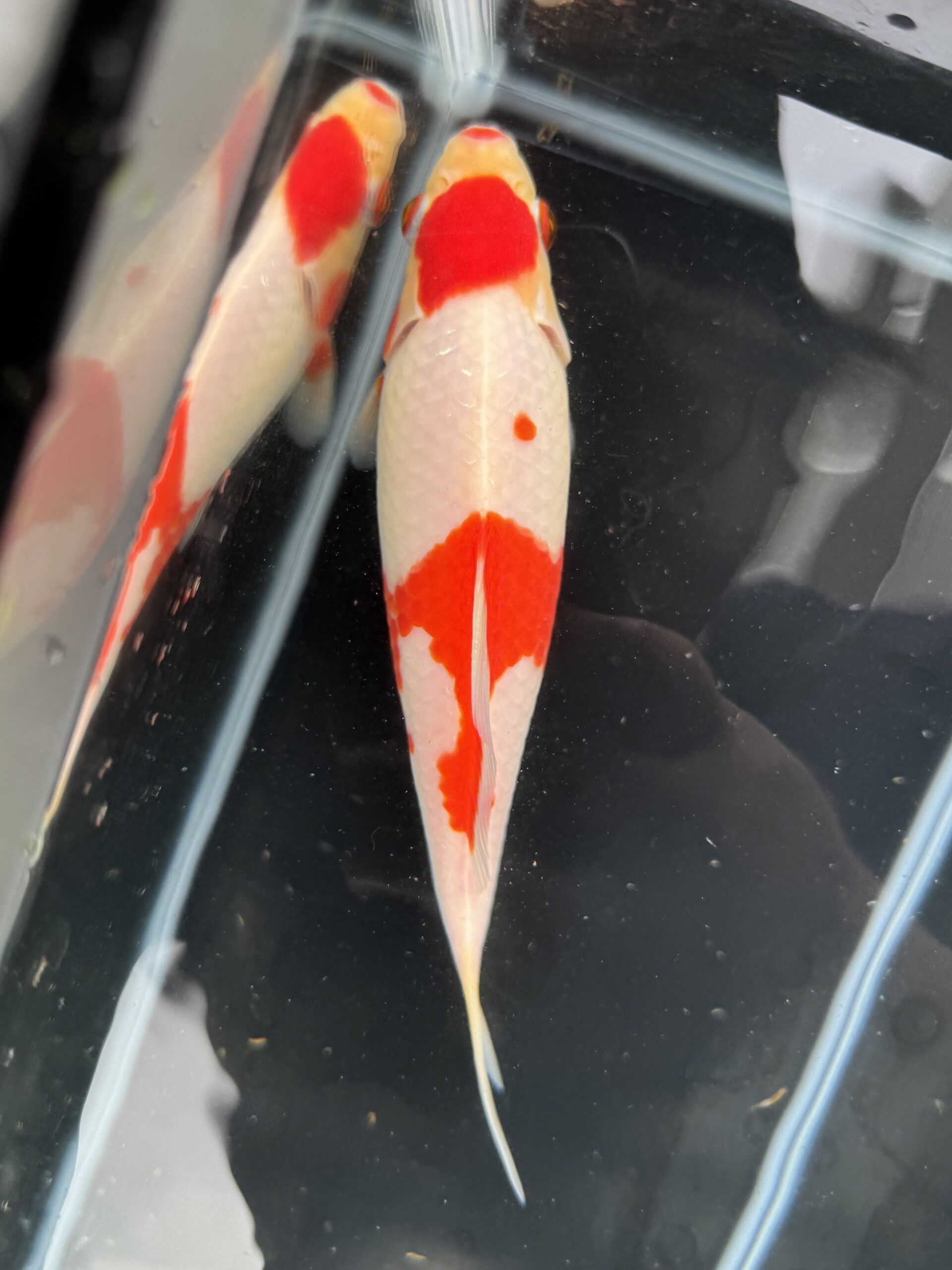 有名愛好家産 更紗鮒尾和金 2歳 22センチ | 高級金魚専門店