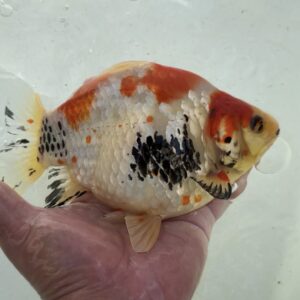 いやしの郷産 サバ尾 三色 3歳 24センチ