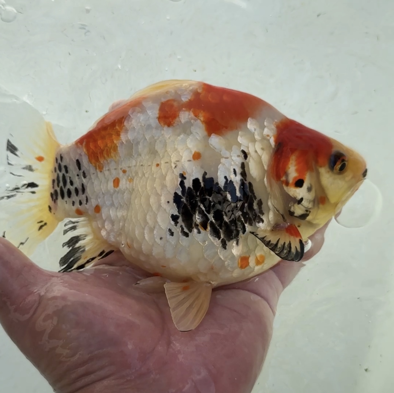 いやしの郷産 サバ尾 三色 3歳 24センチ