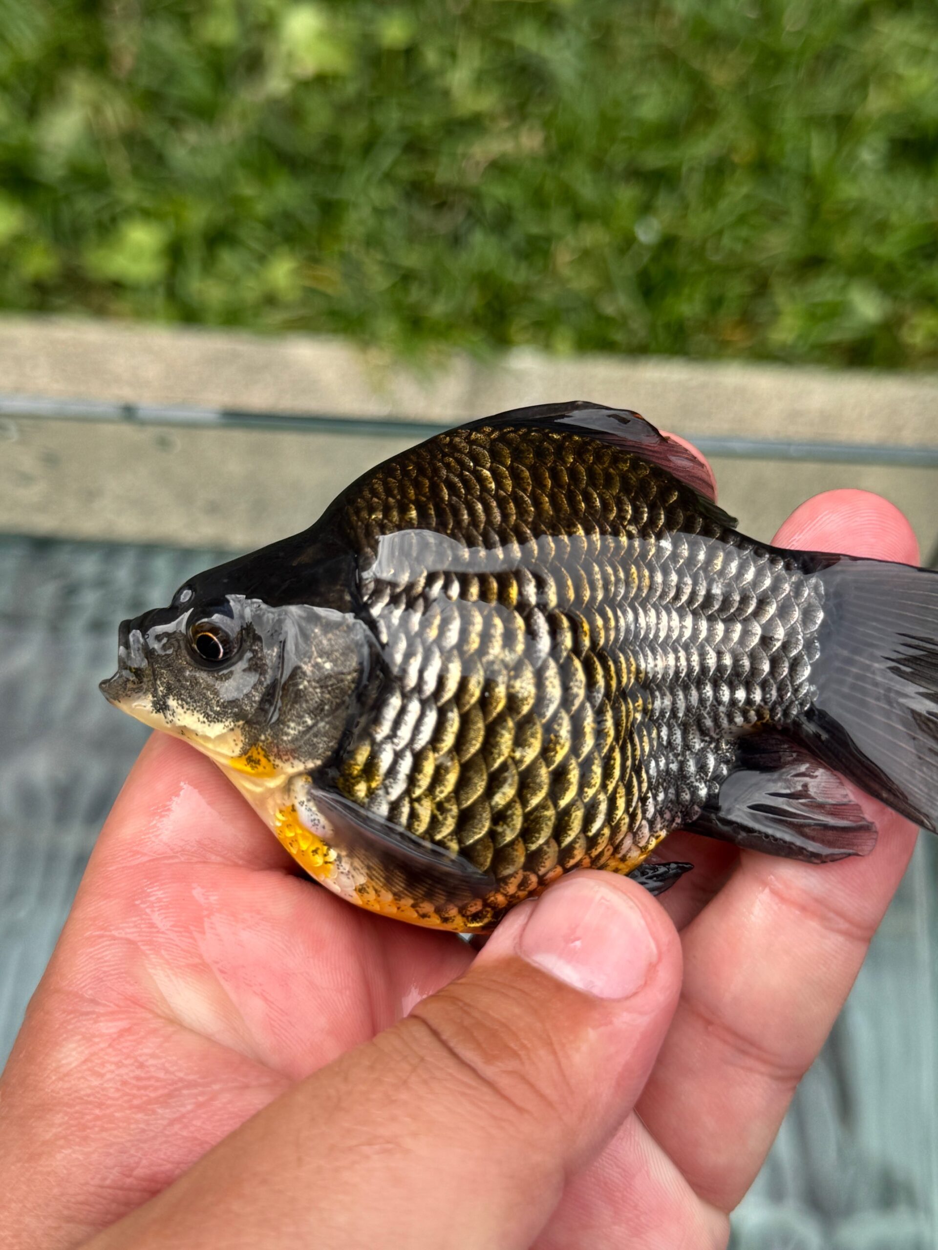 いやしの郷産 越乃墨時雨 当歳 約11－12センチ①