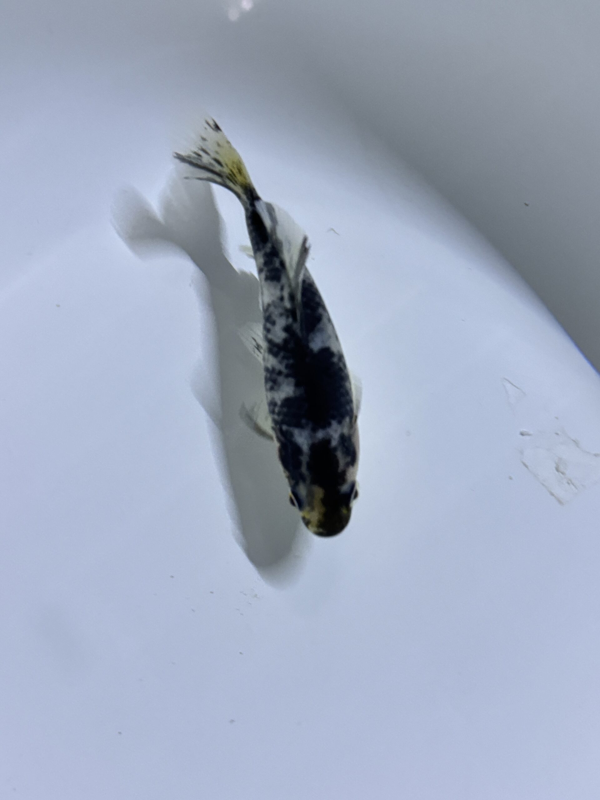 いやしの郷産 越乃青龍 立て用当歳 13センチ（生産証明書付き）①