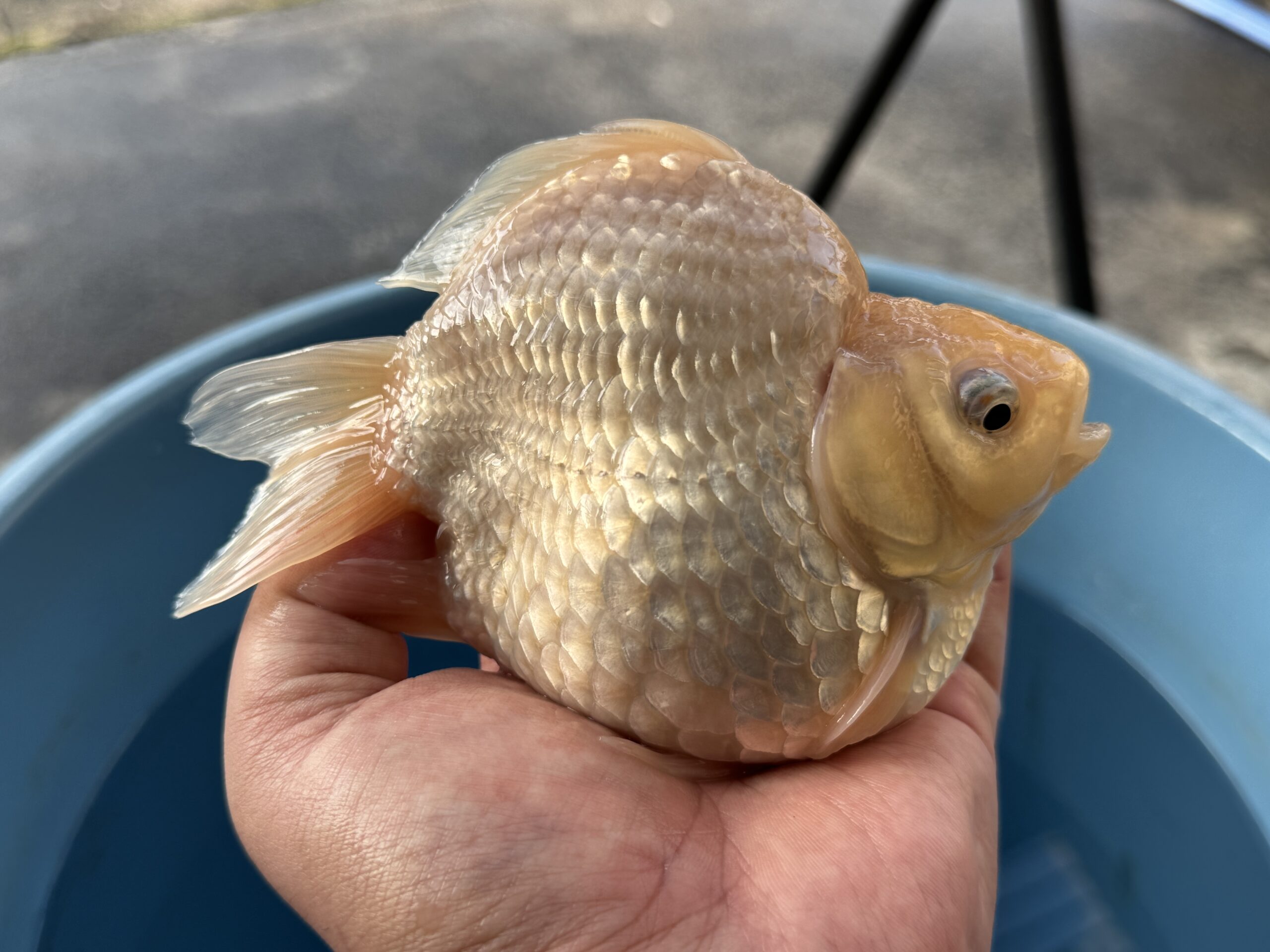 いやしの郷産 越之錦 明け3歳 15センチ