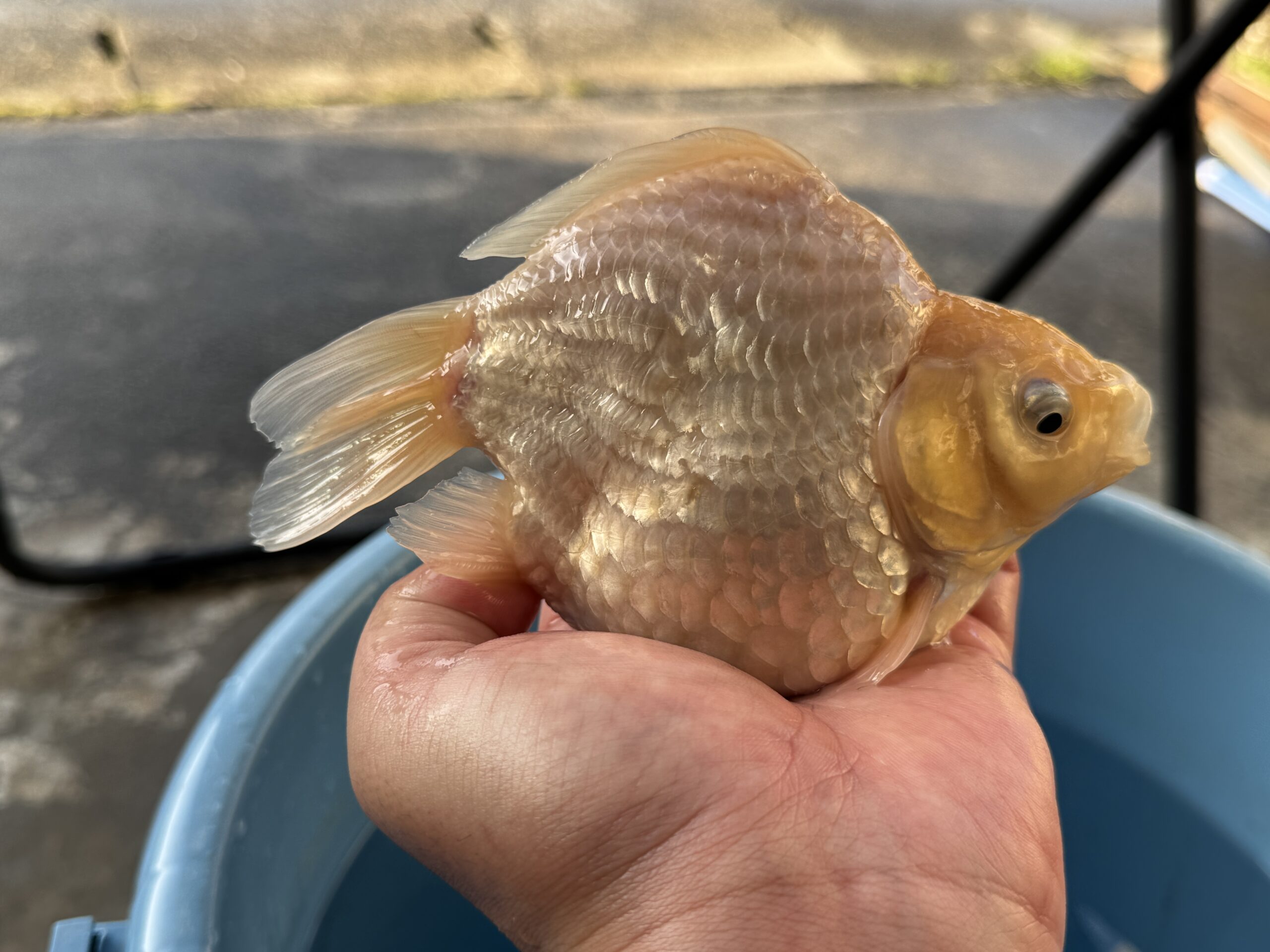 いやしの郷産 越之錦 明け3歳 16センチ