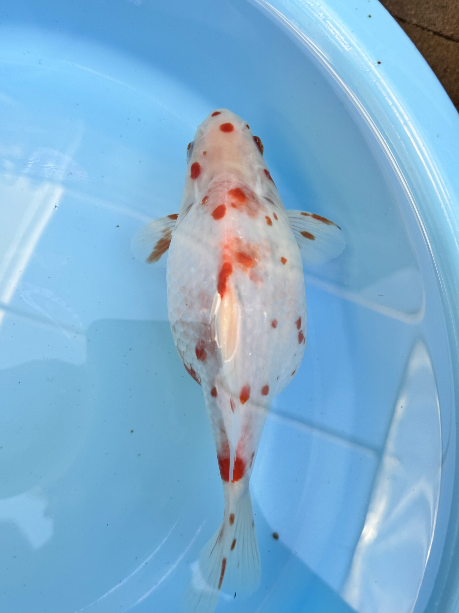 いやしの郷産 越乃青龍 23センチ