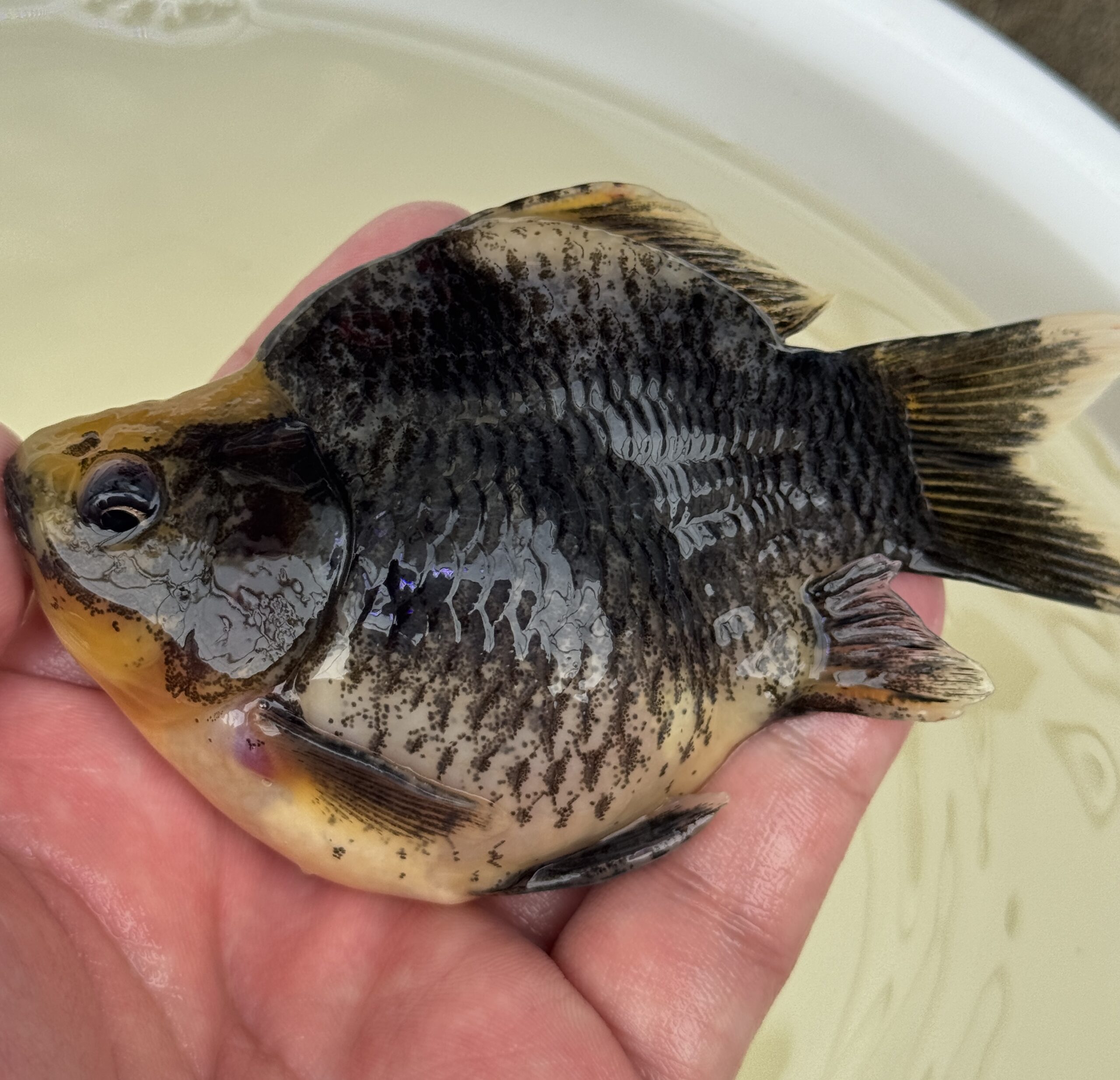いやしの郷産 墨時雨 11センチ A06