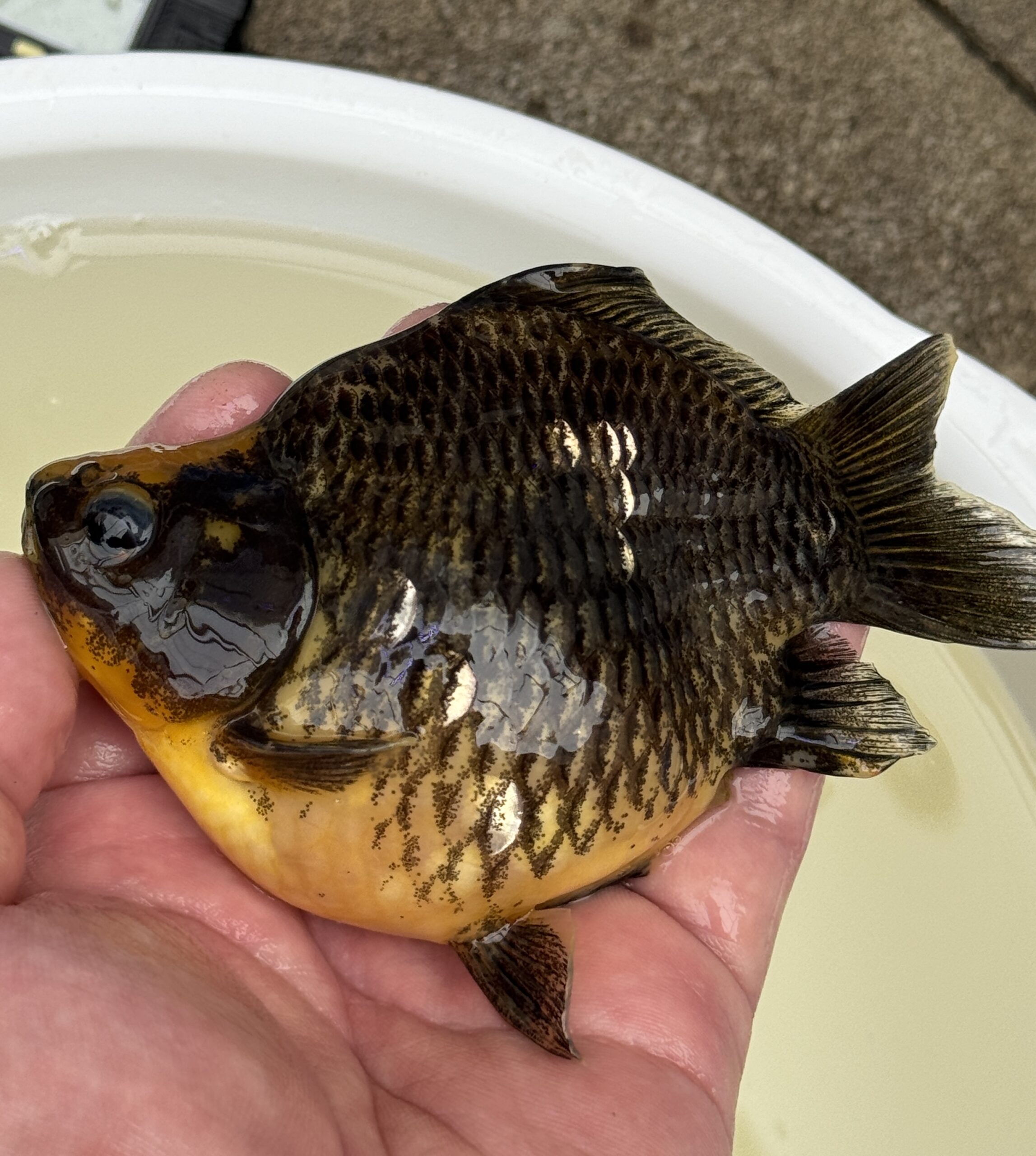 いやしの郷産 墨時雨 12センチ A03