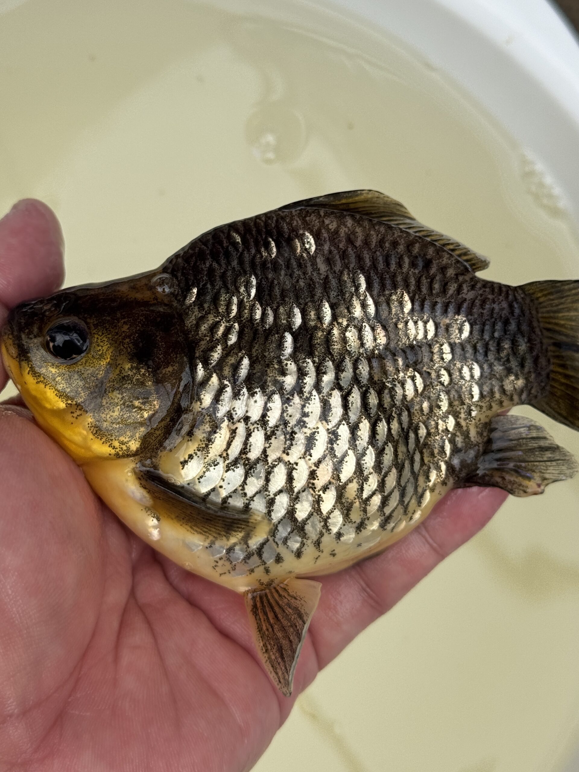 いやしの郷産 墨時雨 15センチ A04
