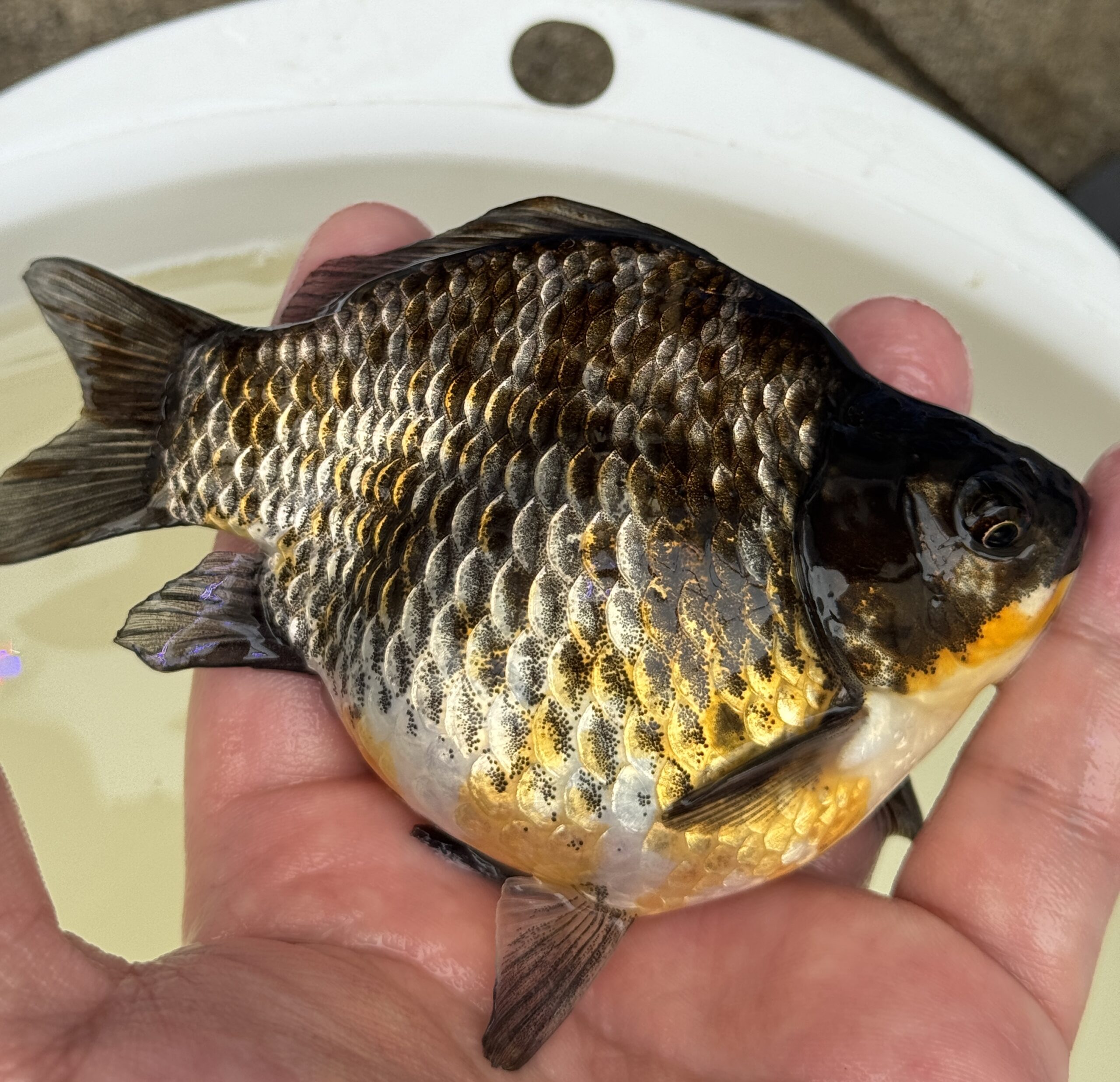 いやしの郷産 墨時雨 13センチ A05