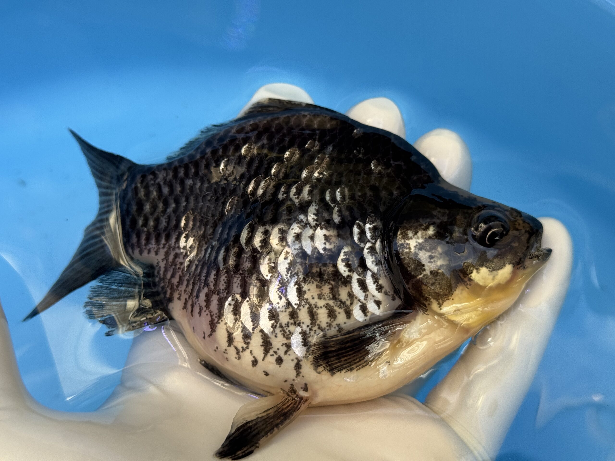 いやしの郷産 墨時雨 13センチ A01