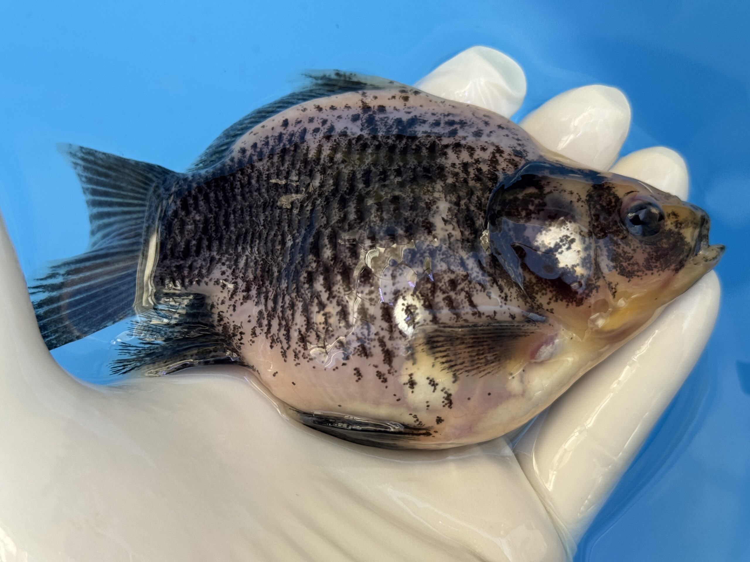 いやしの郷産 墨時雨 14センチ A02