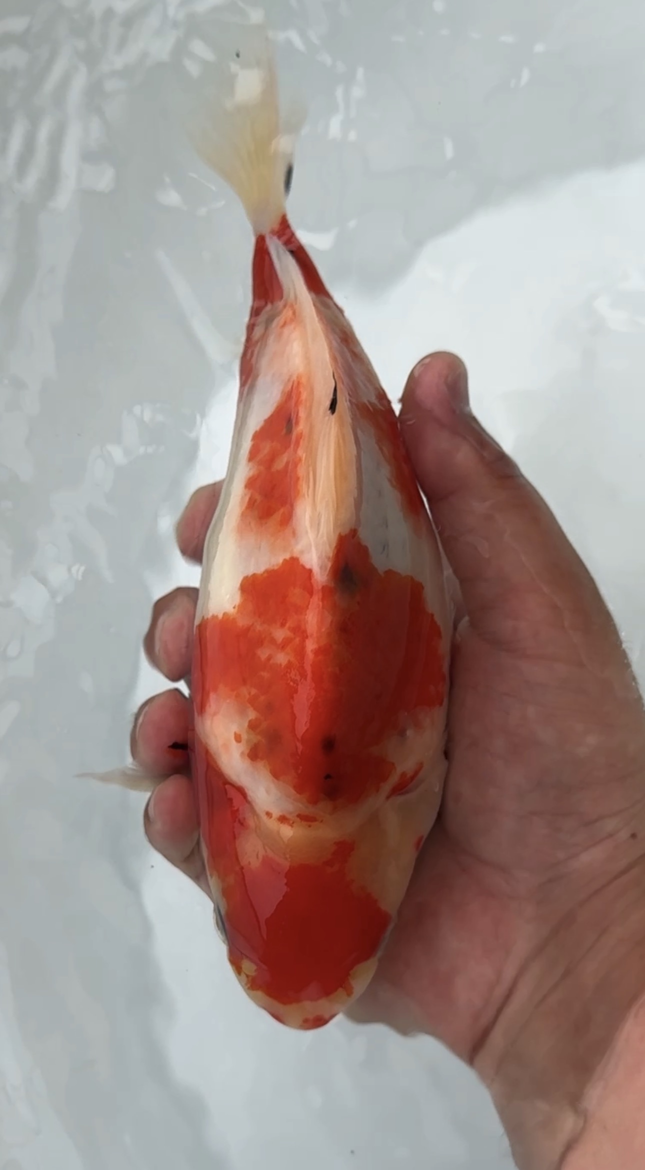 玉サバ | 高級金魚専門店【アクアショップツインズ】 玉サバ | 高級金魚専門店【アクアショップツインズ】